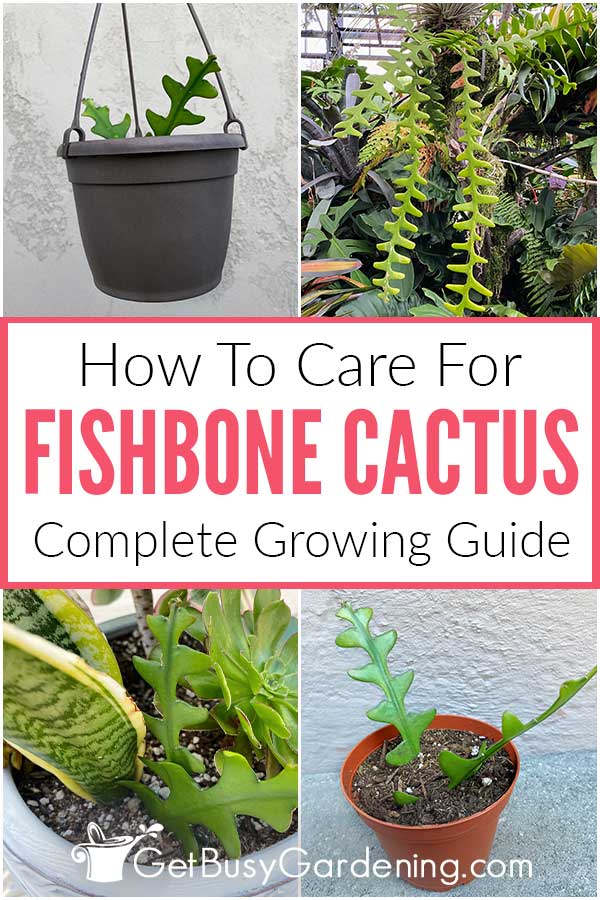 How To Care For Fishbone Cactus Complete Growing Guide