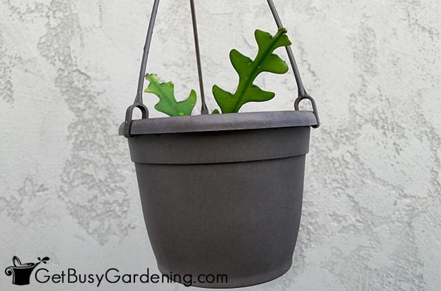 Fishbone cactus in a hanging basket