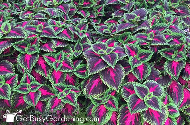 Gorgeous bright pink purple and green coleus foliage