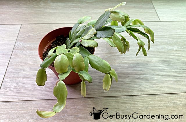 Healthy Christmas cactus foliage after flowering