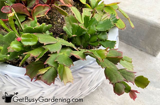 Healthy Thanksgiving cactus foliage after flowering