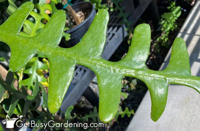 Healthy fishbone cactus leaf