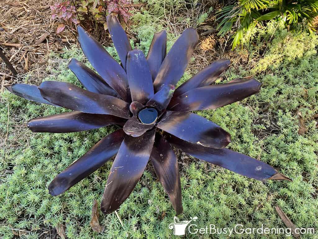 My bromeliad replanted after propagation