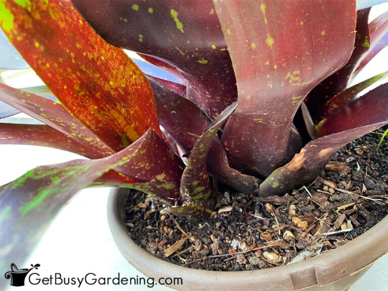 4 Simple Steps For Propagating Your Bromeliads Get Busy Gardening
