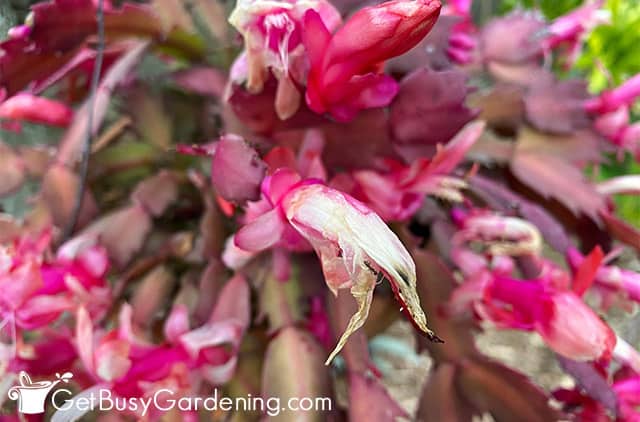 Spent flower on Thanksgiving cactus plant