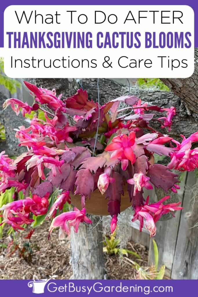 What To Do After Thanksgiving Cactus Blooms Instructions & Care Tips