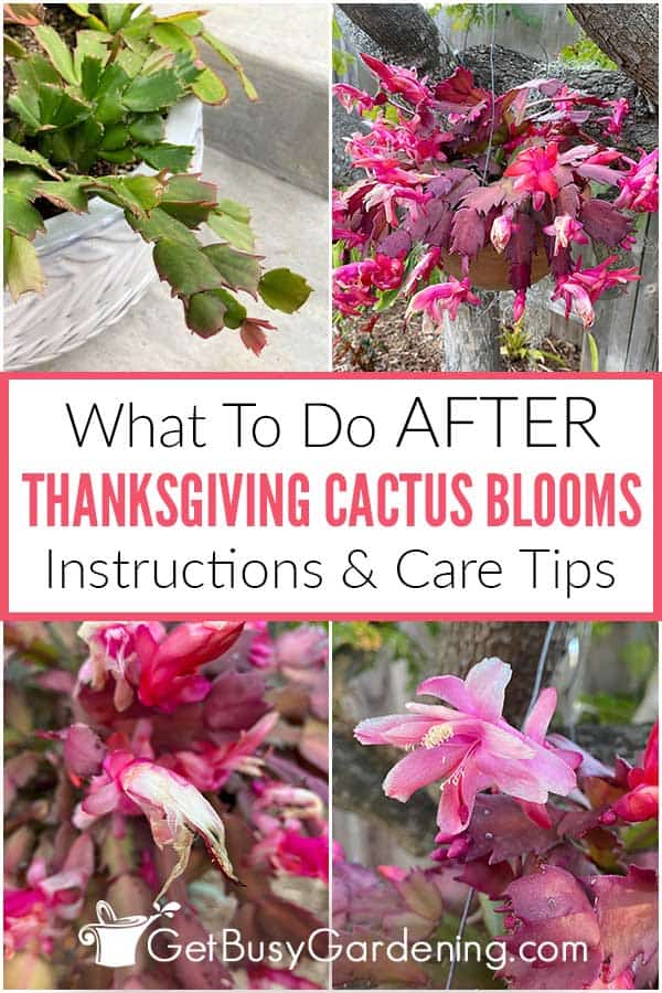 What To Do After Thanksgiving Cactus Blooms Instructions & Care Tips