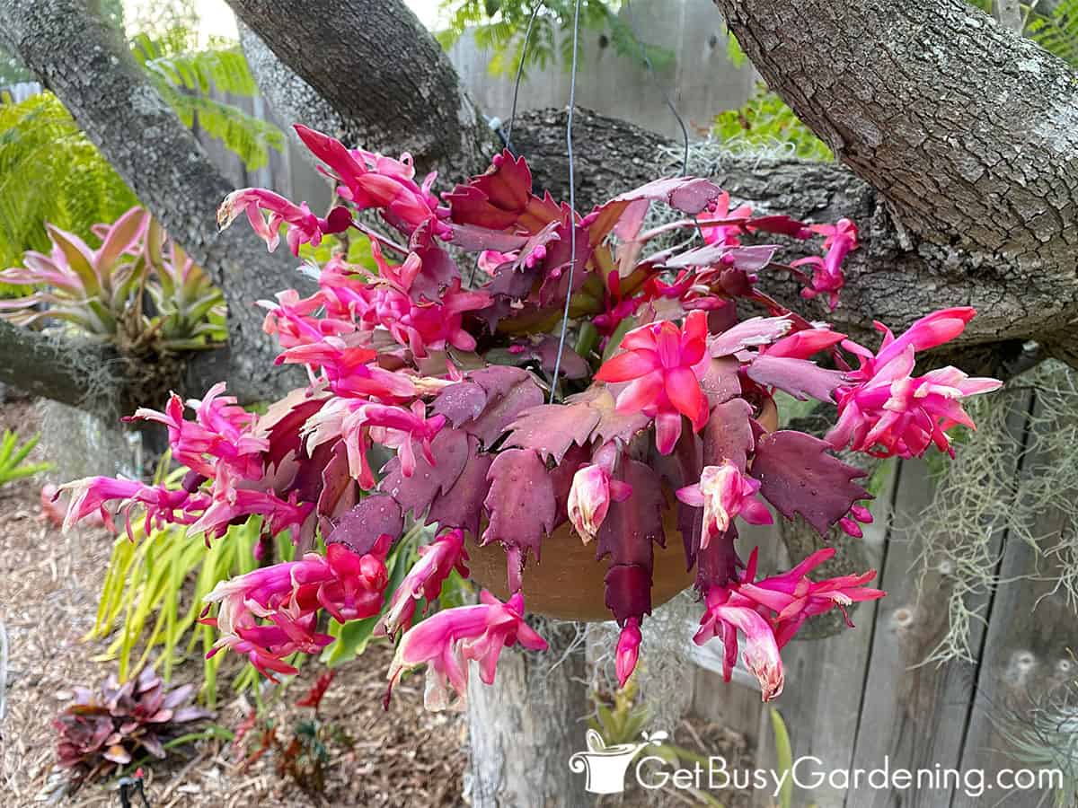 Thanksgiving cactus flowers starting to die