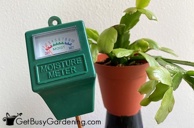 Water meter probe at ideal Christmas cactus moisture level