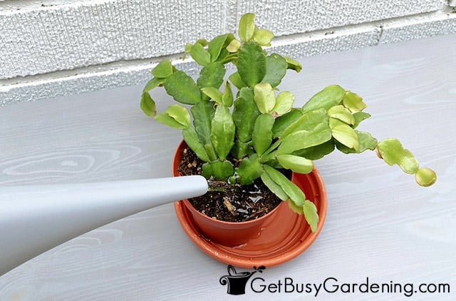 Watering Christmas cactus from the top