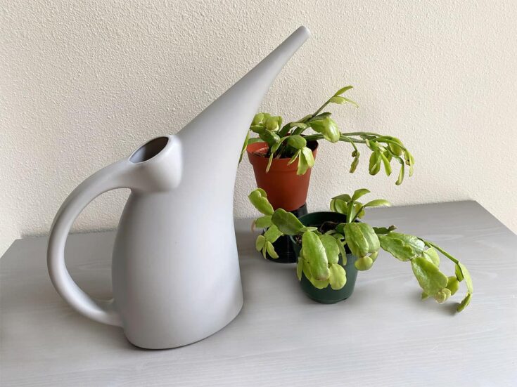 Watering can sitting next to two Christmas cactus plants