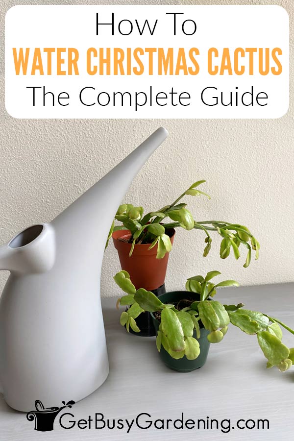 How To Water Christmas Cactus The Complete Guide