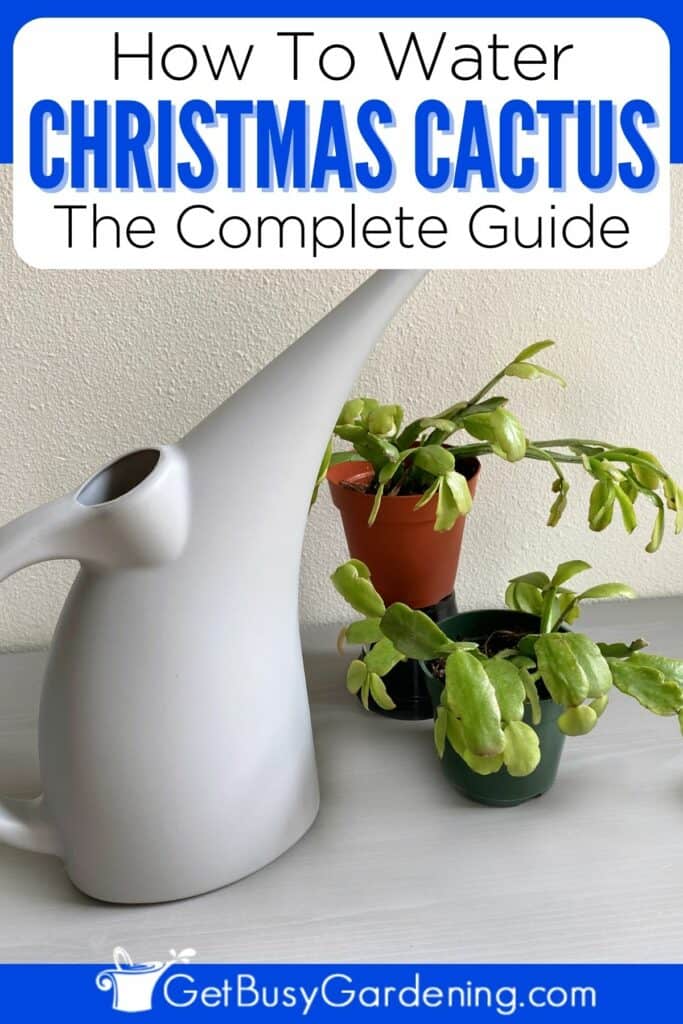 How To Water Christmas Cactus The Complete Guide