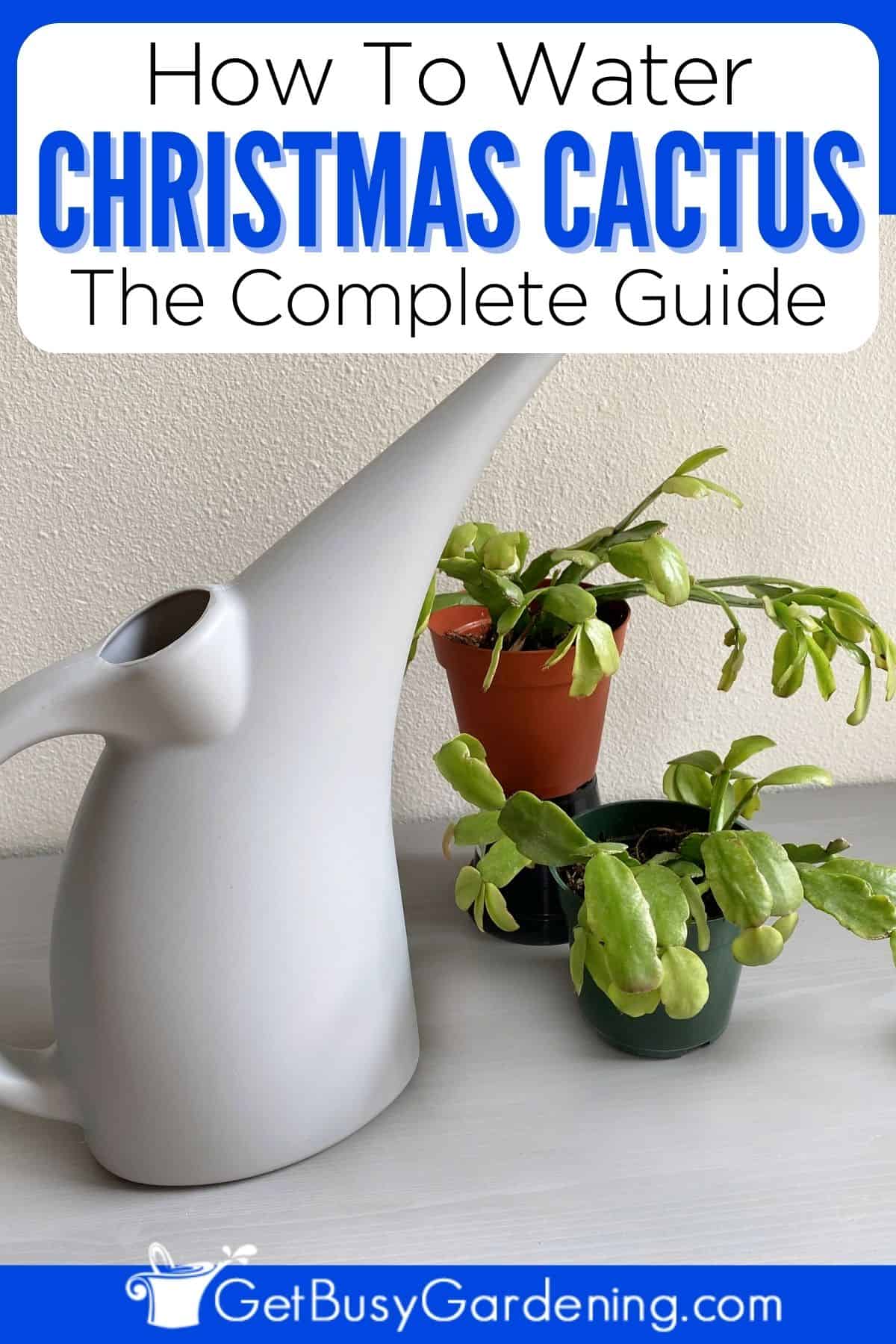 Watering Christmas Cactus When, How Often & How Much Get Busy Gardening