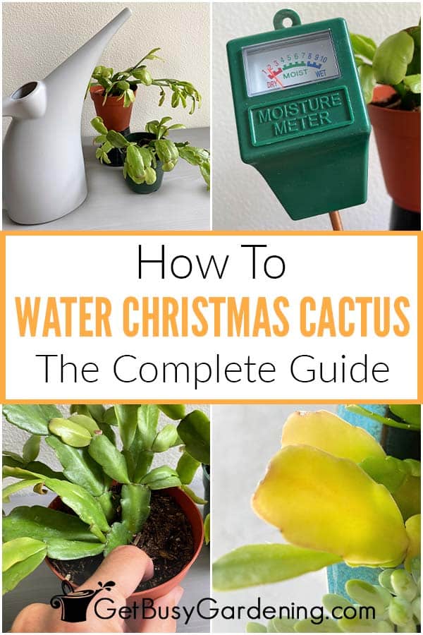 How To Water Christmas Cactus The Complete Guide