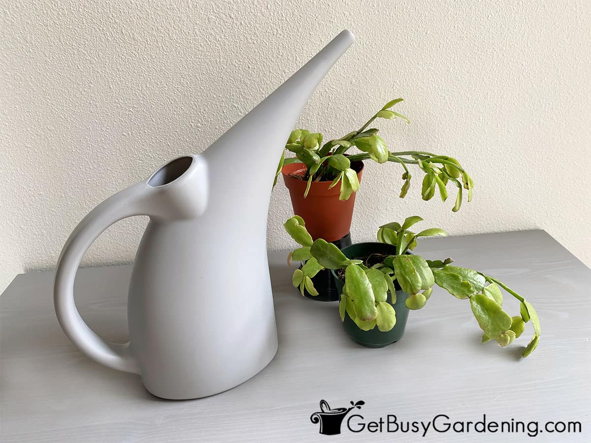 Watering can sitting next to two Christmas cactus plants