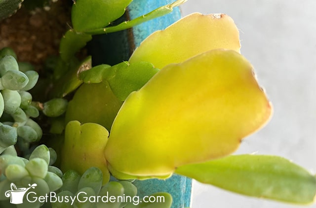 Yellow leaves on overwatered Christmas cactus