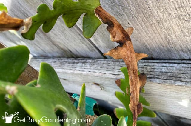 Brown fishbone cactus stem