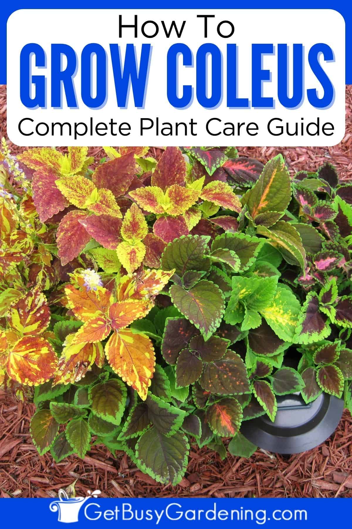 Coleus Plant Care & Complete Growing Guide - Get Busy Gardening