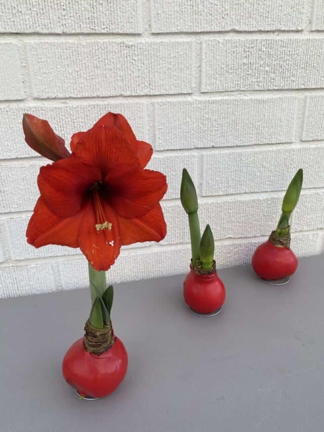 Waxed Amaryllis Bulb Plant Care