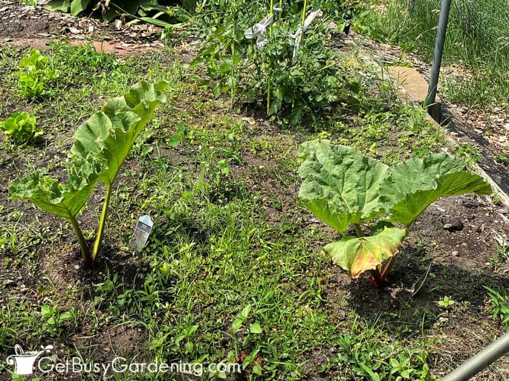 New rhubarb plants in the garden