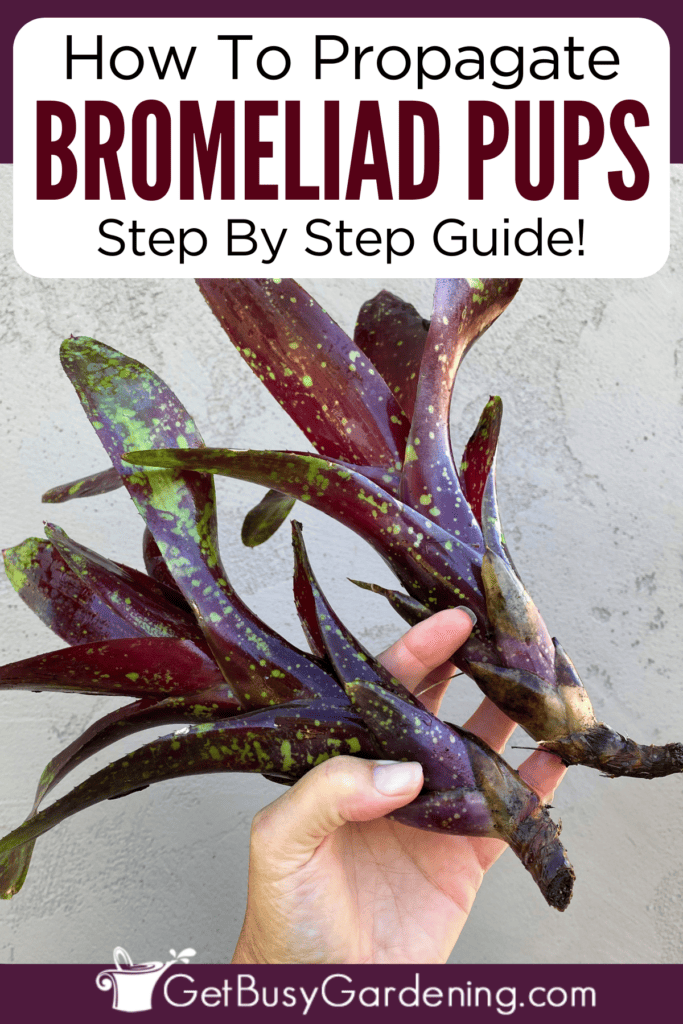 How To Propagate Bromeliads Step By Step Instructions