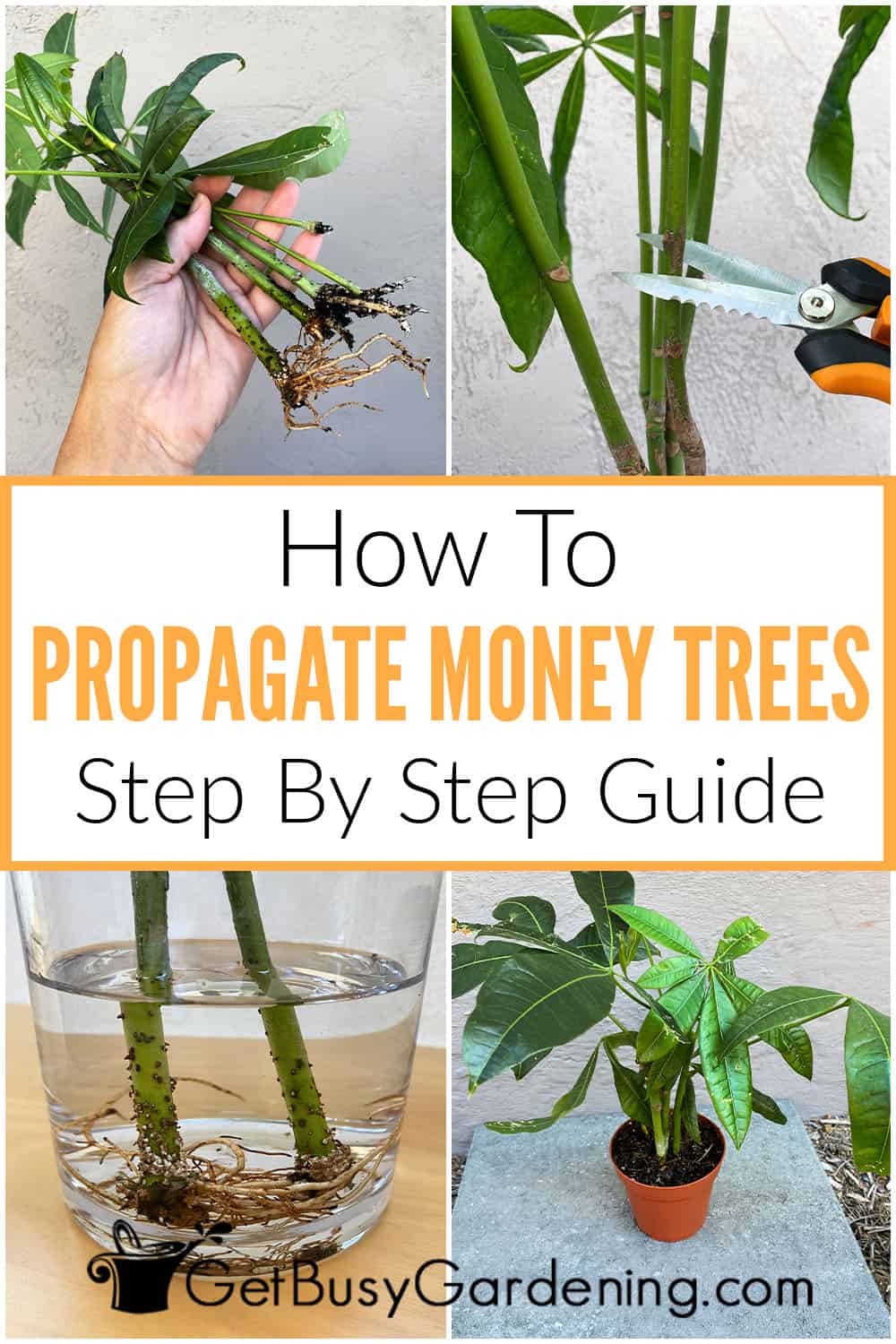 How To Propagate Money Trees In Water Or Soil Get Busy Gardening