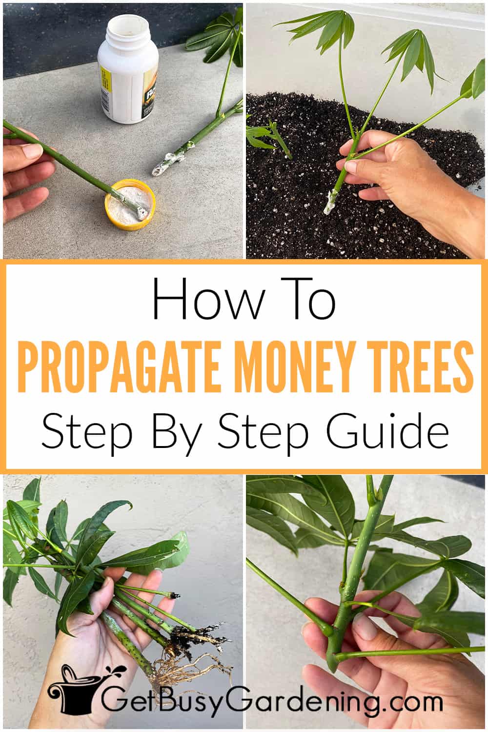 How To Propagate Money Trees In Water Or Soil Get Busy Gardening