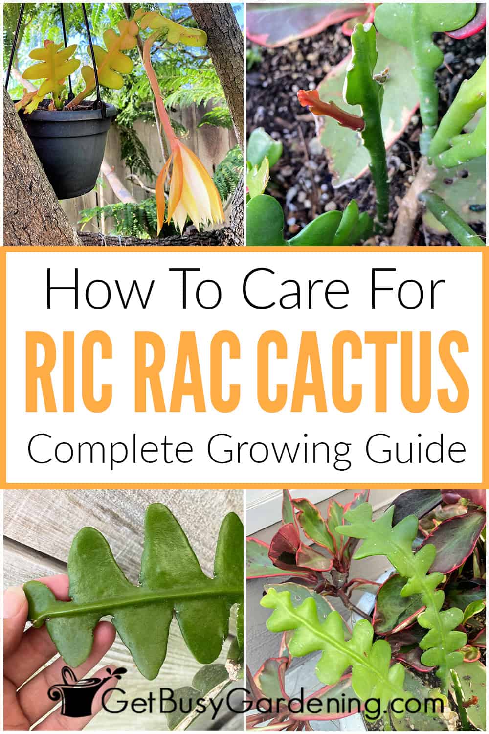 Ric Rac Cactus Plant Care How To Grow Epiphyllum anguliger