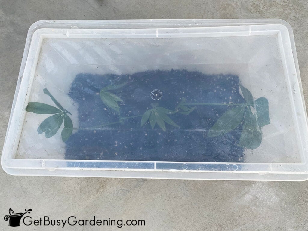 Rooting money trees in propagation box