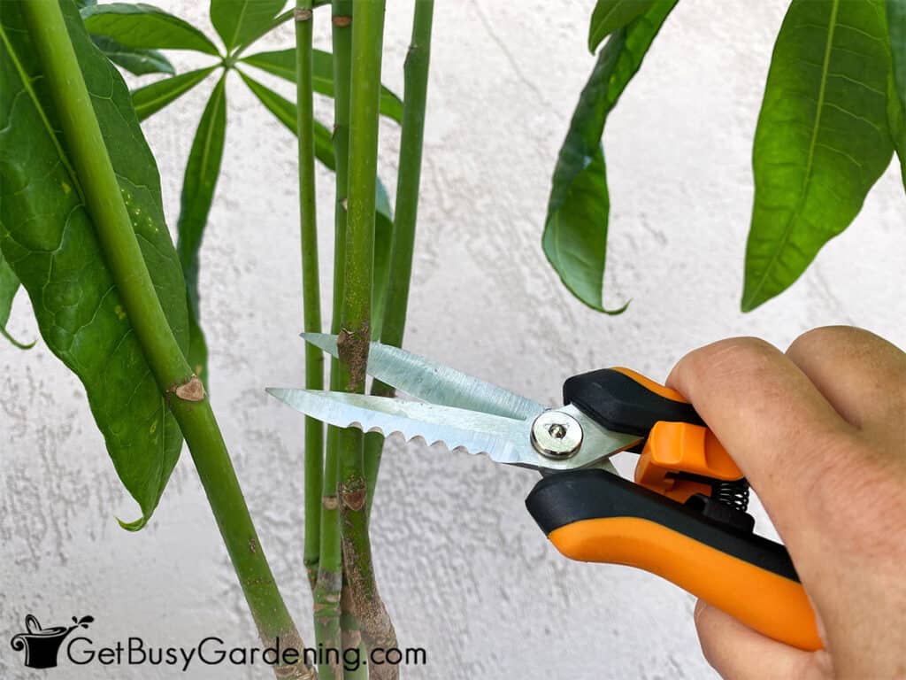 Taking money tree cuttings to propagate