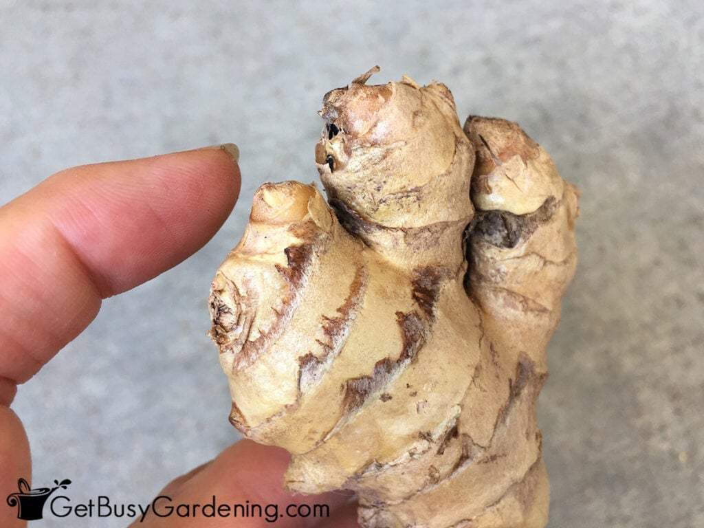 Closeup of eyes on ginger root