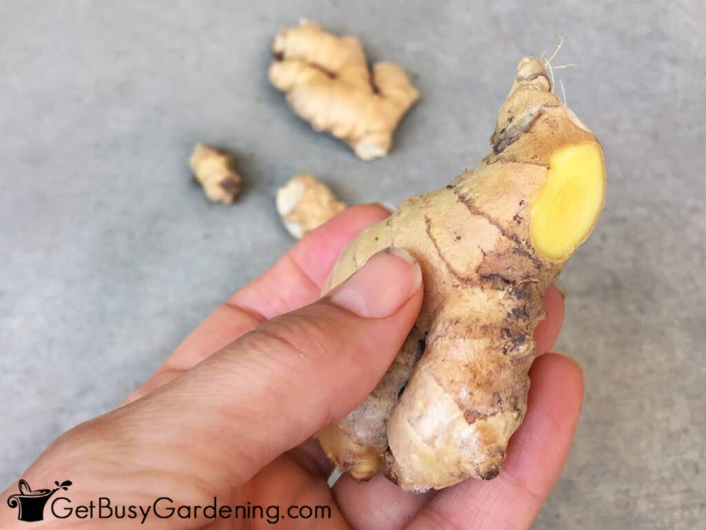 Cutting ginger into pieces before planting