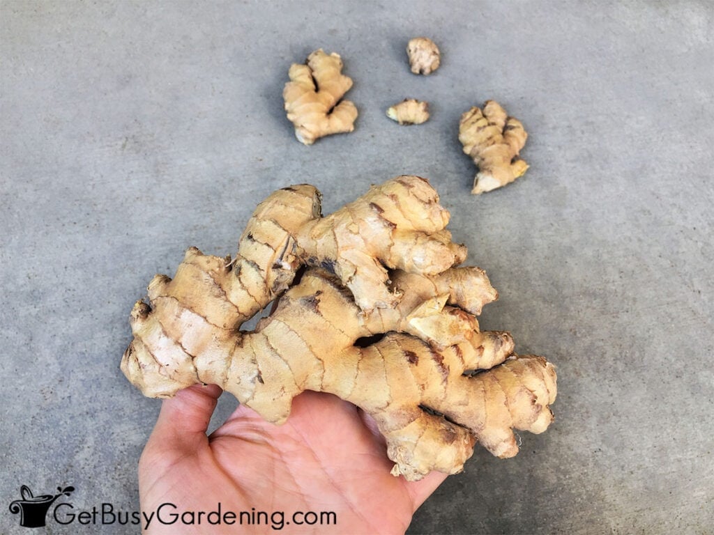 Ginger rhizome for planting