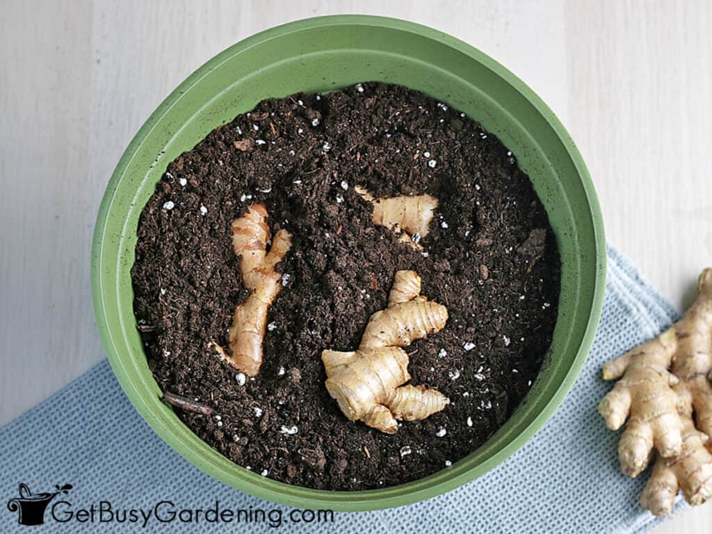 Ginger rhizomes on top of the soil in a pot