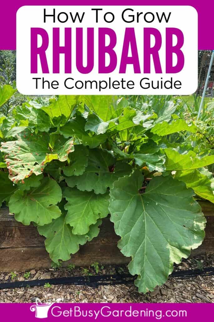 How To Grow Rhubarb Complete Care Guide