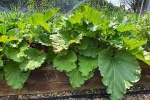 Large rhubarb plants growing in a raised bed