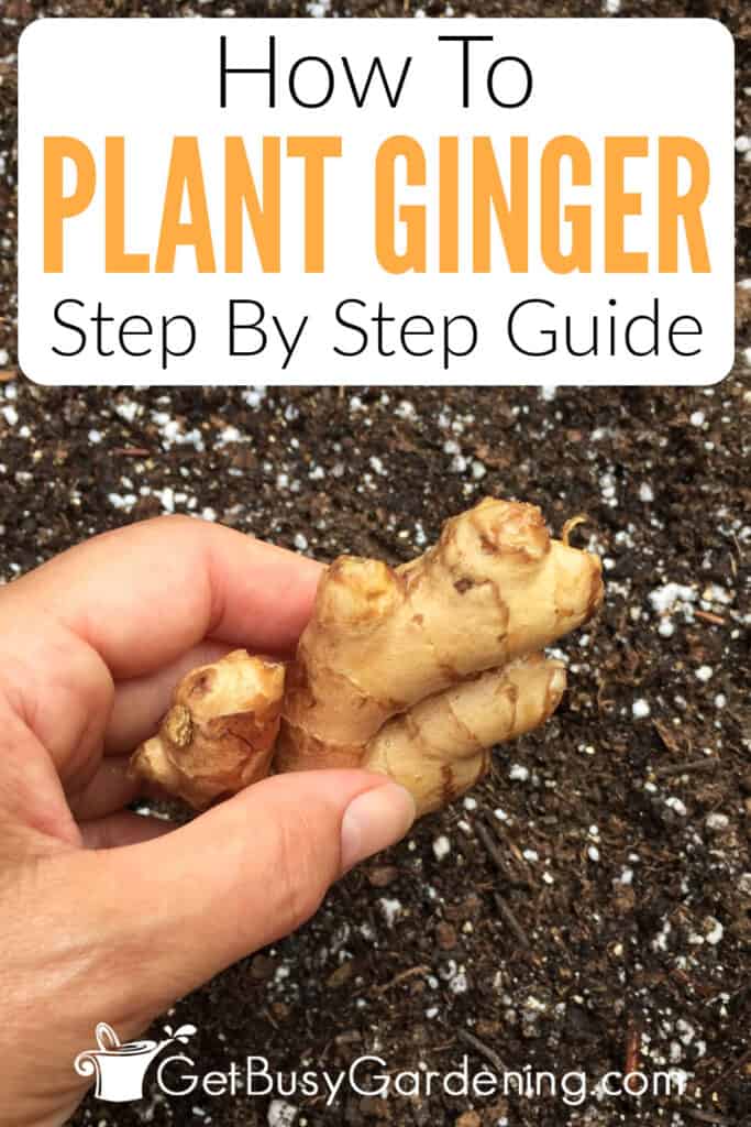How To Plant Ginger Step By Step Guide
