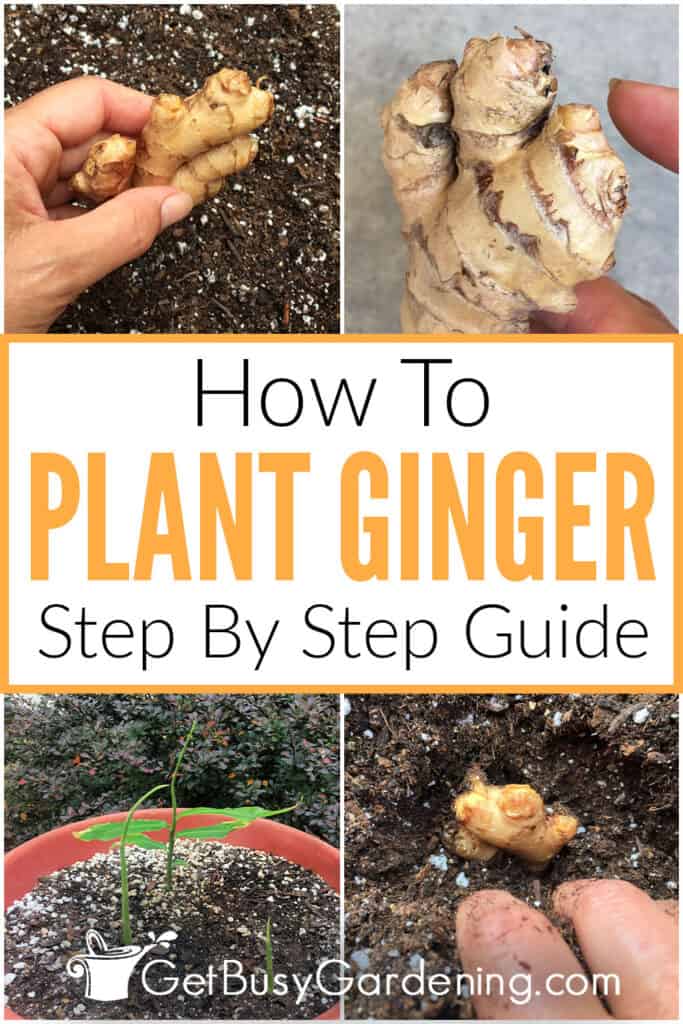 How To Plant Ginger Step By Step Guide