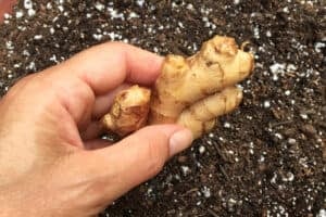 Planting a piece of ginger rhizome