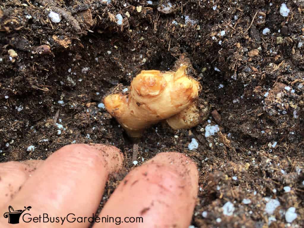 Planting ginger root with eyes facing up