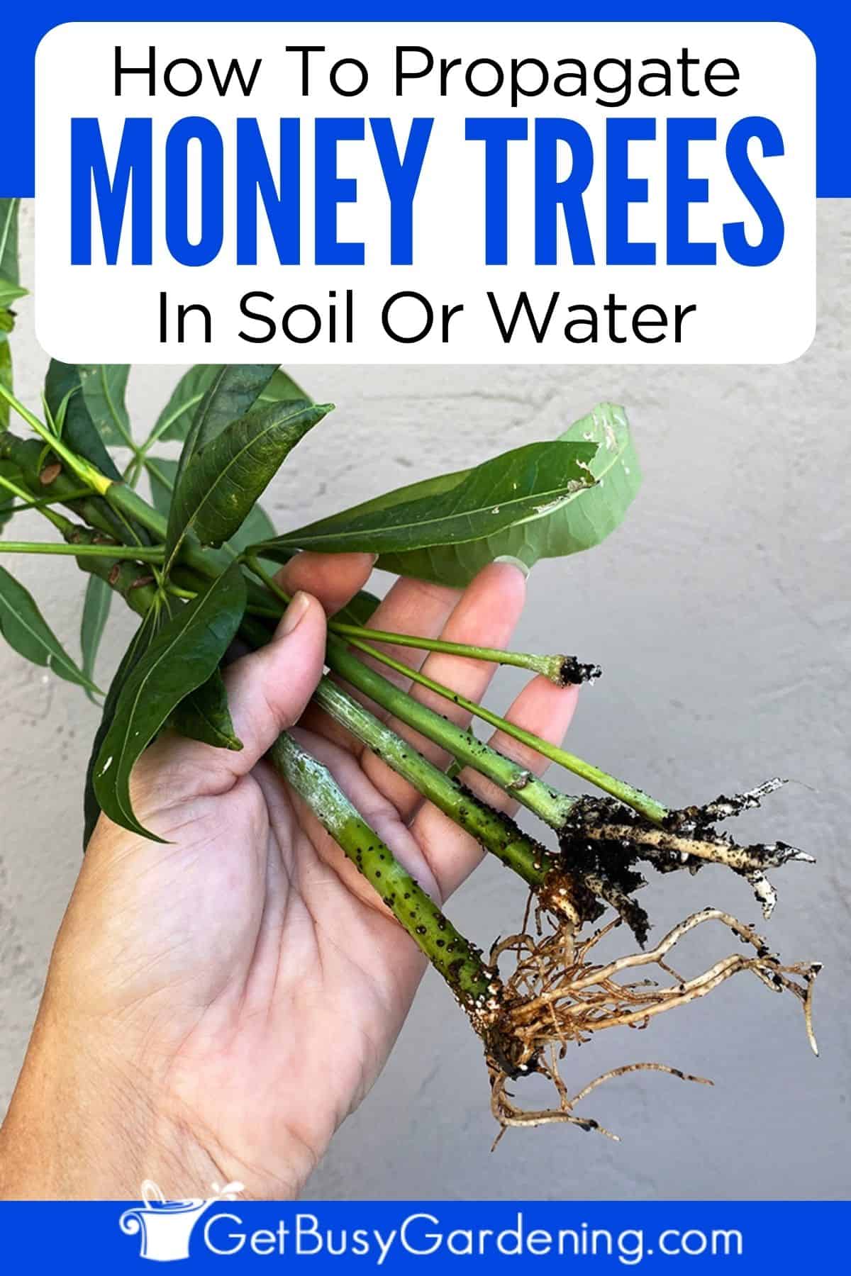 How To Propagate Money Trees In Water Or Soil Get Busy Gardening