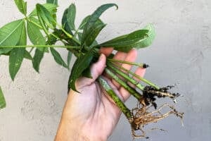 Rooted money tree cuttings in my hand