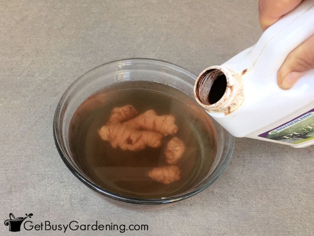 Soaking ginger in compost water before planting