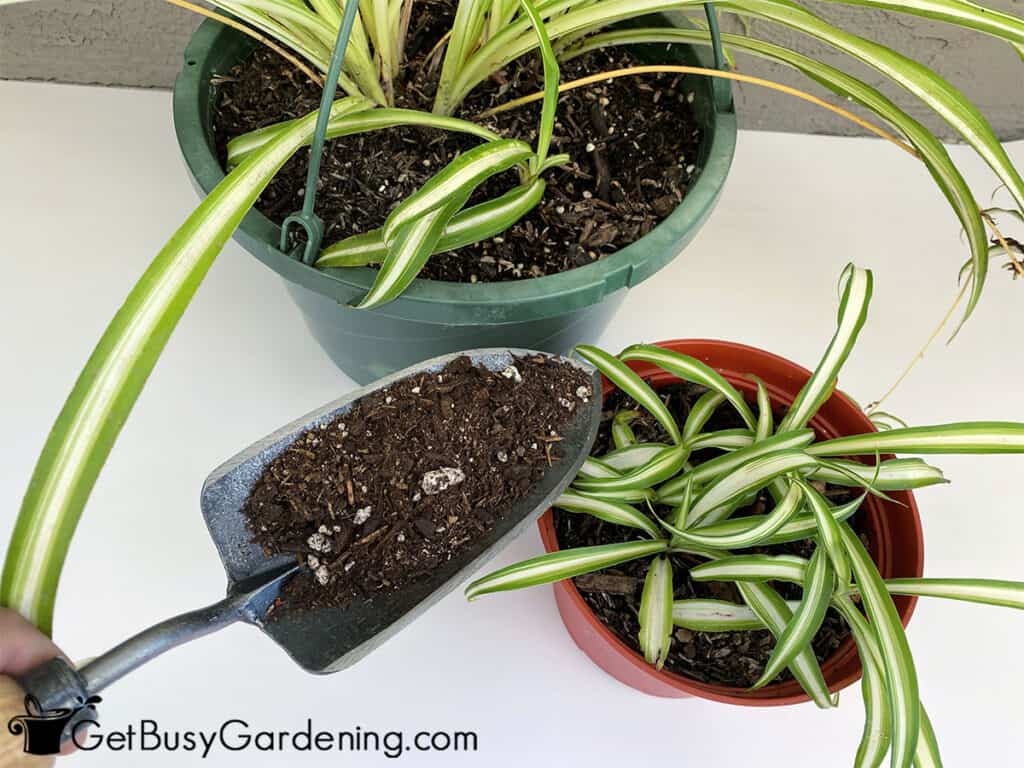 Adding spider plant potting mix into container