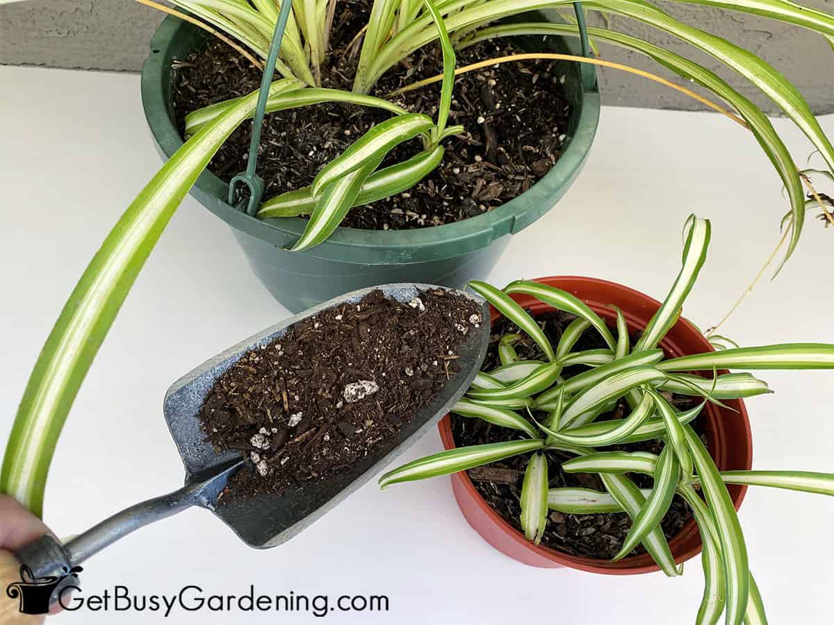 Spider Plant Soil & How To Choose The Best Potting Mix - Get Busy Gardening