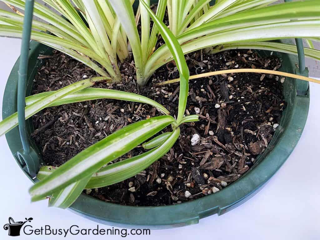 Closeup of spider plant soil in a pot