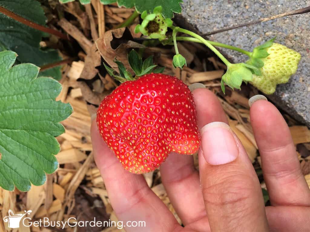 Different strawberry fruit growing stages