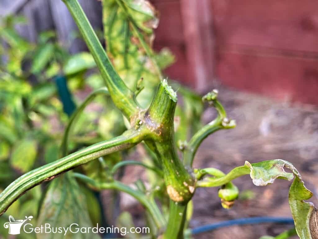 Downward angle cut on pepper plant stem