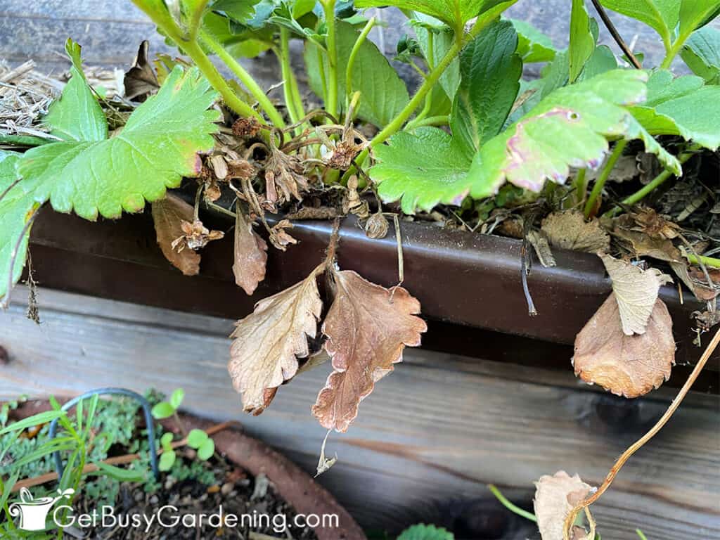 Dry brown strawberry plant leaves